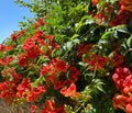 Scarlet Trumpet Creeper Live Bare-Root Plant 8-12" Campsis radicans Hummingbird Vine for Garden Landscaping