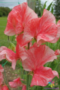 Phoebe Sweet Pea Seeds - Pack of 50+ - Heirloom Lathyrus odoratus Flower Seeds for Climbing Vines & Garden Brightening