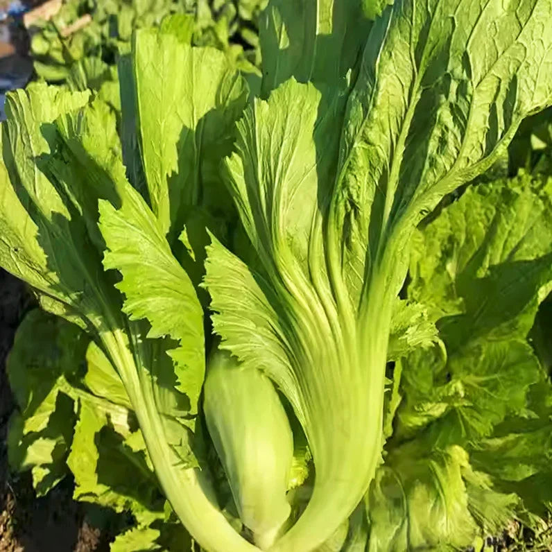 Da Ping Pu Mustard Green Seeds – Brassica juncea for 2025 planting, small head, tender leaves, salad, stir-fry, non-GMO seed packet