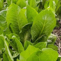 African Cabbage Seeds - 1000+ Non-GMO Heirloom Cover Crop Seeds for Home Garden, Brassica oleracea, Nutritious Vegetable Seeds