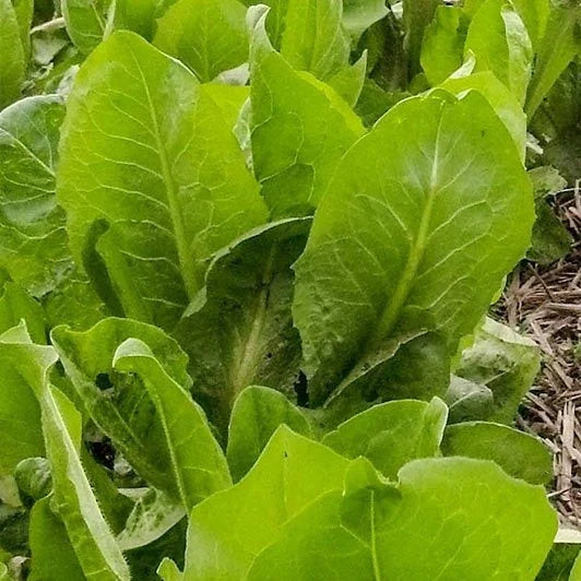 African Cabbage Seeds - 1000+ Non-GMO Heirloom Cover Crop Seeds for Home Garden, Brassica oleracea, Nutritious Vegetable Seeds