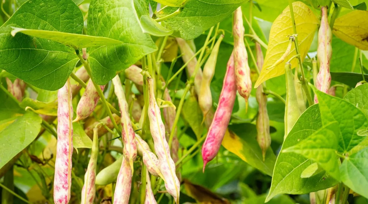 Pinto Bean Seeds 1 lb Dry Shelling Speckled Non-GMO for Refried Beans Phaseolus vulgaris