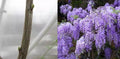 Unrooted Purple Wisteria Cuttings - 10 Propagation Grafting Climbing Vine Wisteria sinensis