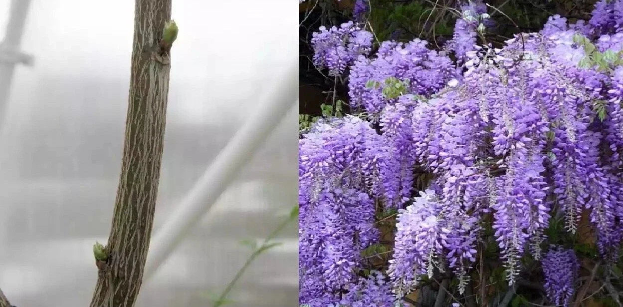 Unrooted Purple Wisteria Cuttings - 10 Propagation Grafting Climbing Vine Wisteria sinensis
