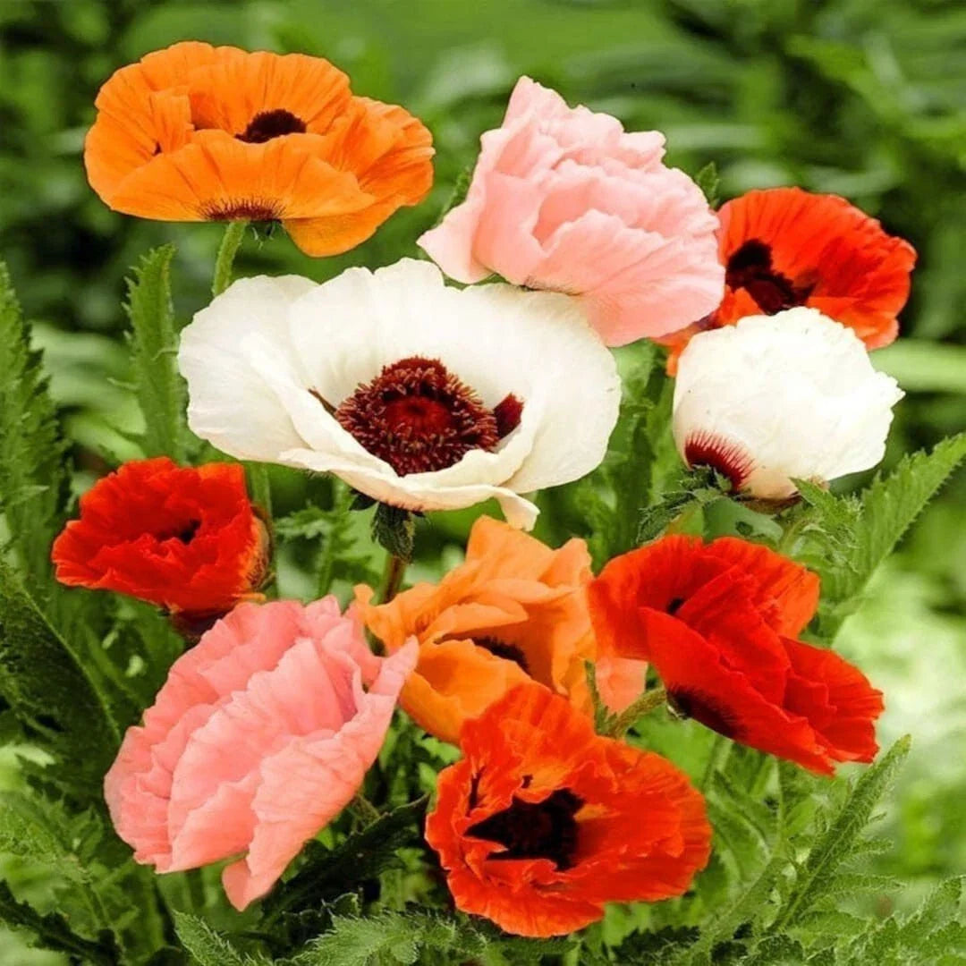 Oriental Poppy Seeds - 200+ Mixed Colors, Papaver orientale, Garden Flower Seeds for Borders & Beds, Non-GMO, Easy to Grow