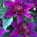 Clematis Seeds - 25 Dark Purple Pink Perennial Flower Seeds - Clematis viticella Climbing Vine