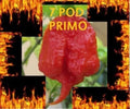 Trinidad 7 Pod PRIMO Pepper Seeds – 1000 High-Quality Capsicum chinense for Extreme Heat & Spicy Cuisine