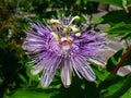 Maypop Purple Passion Edible Fruit Seeds - Passiflora Incarnata, Cold Hardy Perennial Vine, 10 Seeds