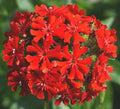 Maltese Cross Flower Seeds - 500+ Perennial Red Lychnis chalcedonica for Garden, Butterfly Attracting, Full Sun, Well-Drained Soil