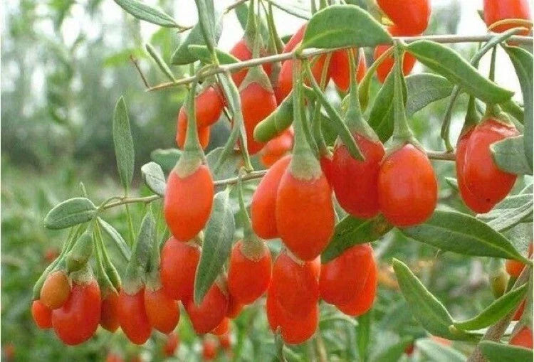 Goji Berry Live Plant in Fabric Grow Bag – Lycium barbarum Superfood Shrub for Home Gardening