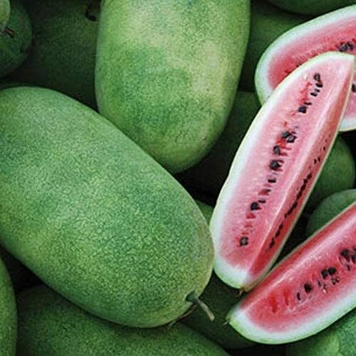 Charleston Grey Watermelon Seeds – Heirloom Non-GMO, Cucurbita lanatus, Large Juicy Fruits, Summer Garden, Free Shipping