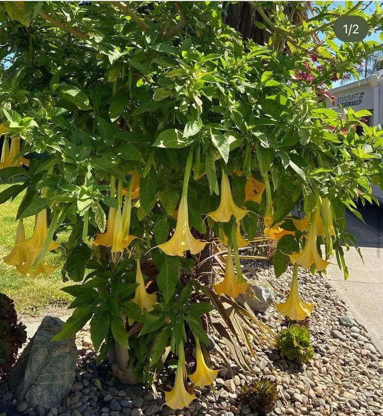 Brugmansia Angel Trumpet Cutting 4 Inch Unrooted Tropical Plant Fragrant Flowers Easy to Grow