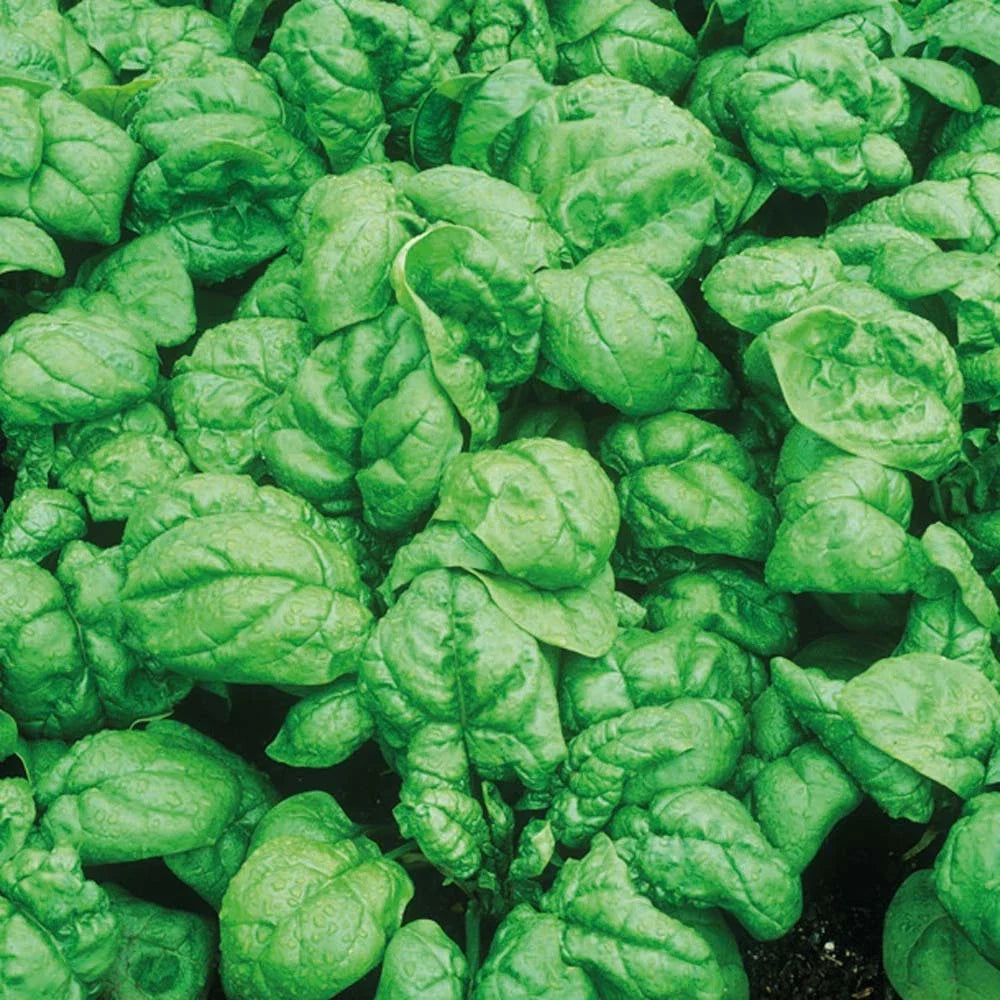 Bloomsdale Spinach Seeds – Heirloom, Non-GMO, Full Sun, Spinacia oleracea, Leafy Green for Home Gardening