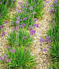 Society Garlic Seeds 50 Count | Ornamental Edible Perennial Flowers Tulbaghia violacea