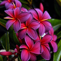Black Purple Plumeria Seeds - 5 Pack, Tropical Perennial Flower, Plumeria rubra, Fragrant, Easy to Grow for Garden & Lei