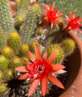 Large Hildewintera Hybrid Traisenblut Succulent Plant - Rooted Indoor/Outdoor Cactus