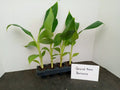 Grand Nain Banana Starter Plants - 4 Pack, Pesticide-Free Musa acuminata, Fruit-Bearing Small Plants for Garden