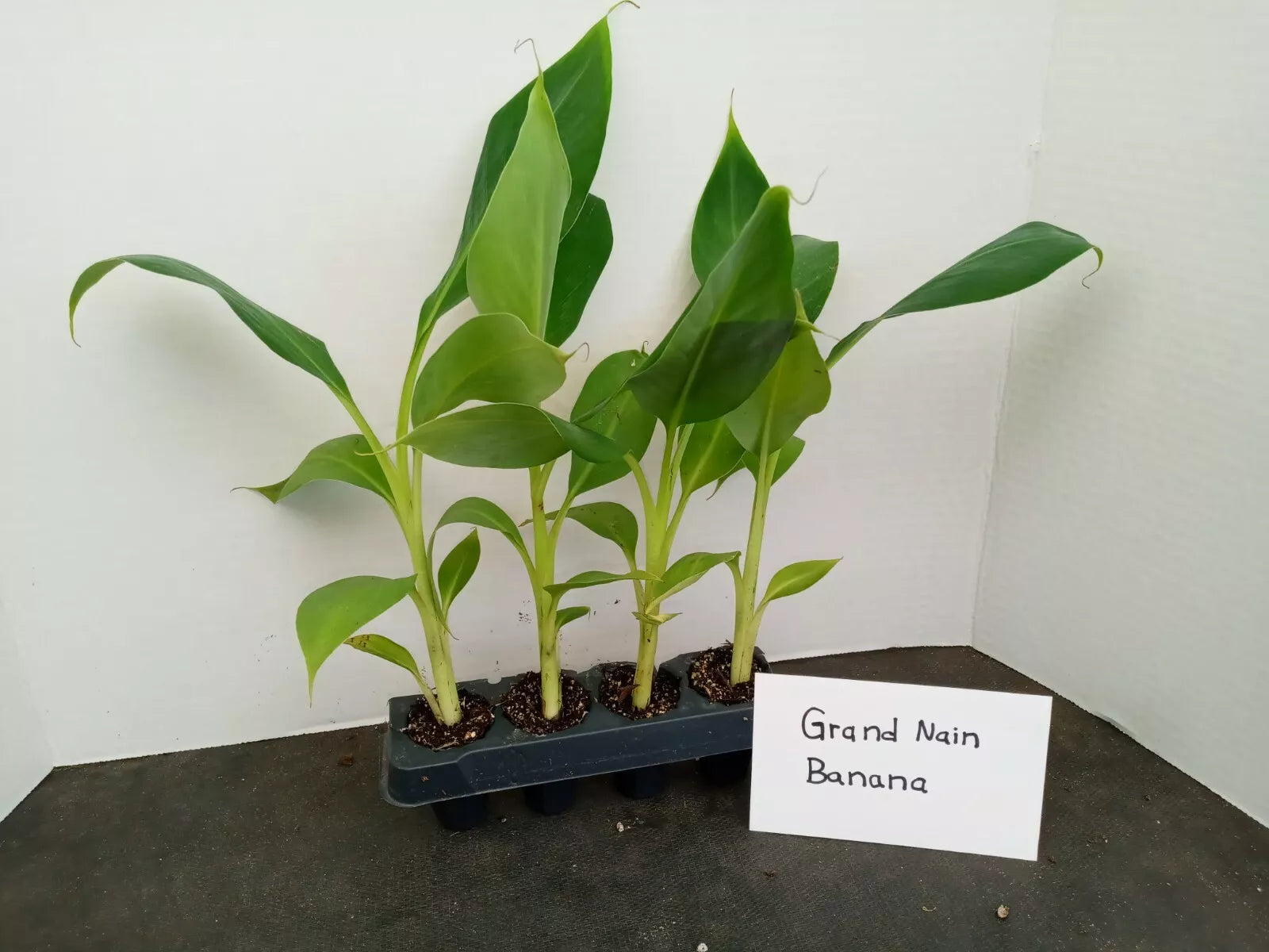 Grand Nain Banana Starter Plants - 4 Pack, Pesticide-Free Musa acuminata, Fruit-Bearing Small Plants for Garden