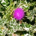 Milk Thistle Seeds - Whole for Planting, Silybum marianum, Holistic Liver Support Herb, 2025 Gardening