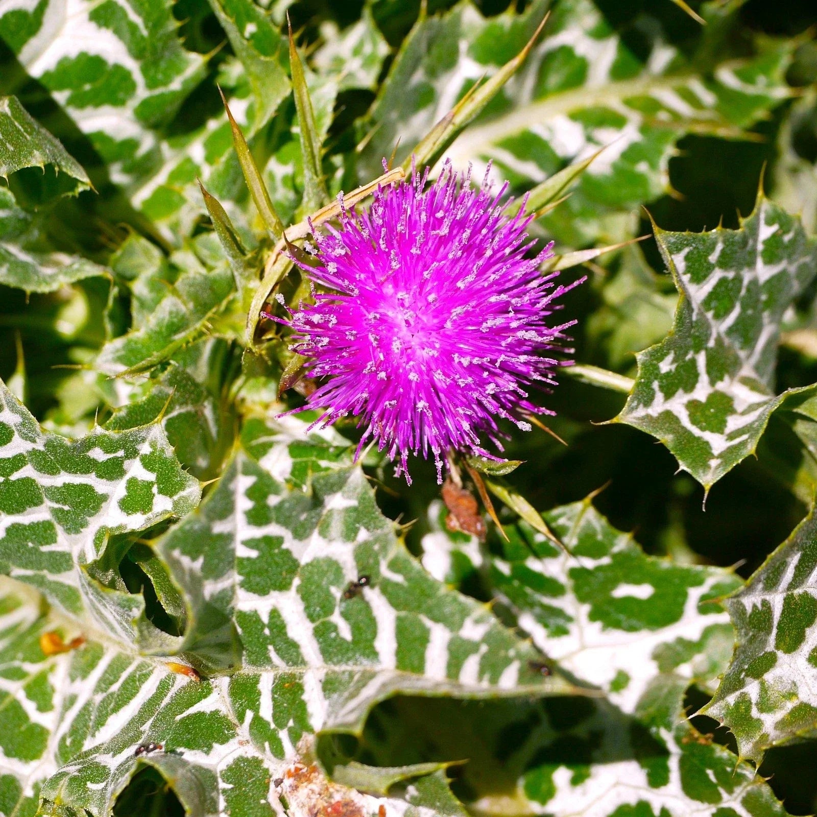 Milk Thistle Seeds - Whole for Planting, Silybum marianum, Holistic Liver Support Herb, 2025 Gardening