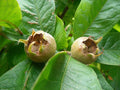 Showy Mespilus Seeds, 10 Count, Edible Medlar Fruit, Mespilus germanica, Heirloom Fruit Tree Seeds for Garden or Patio