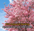 Pink Dogwood Tree in 2.5" Pot, Hardy Flowering Tree, Cornus florida, Pink Blooms, Deciduous Garden Tree