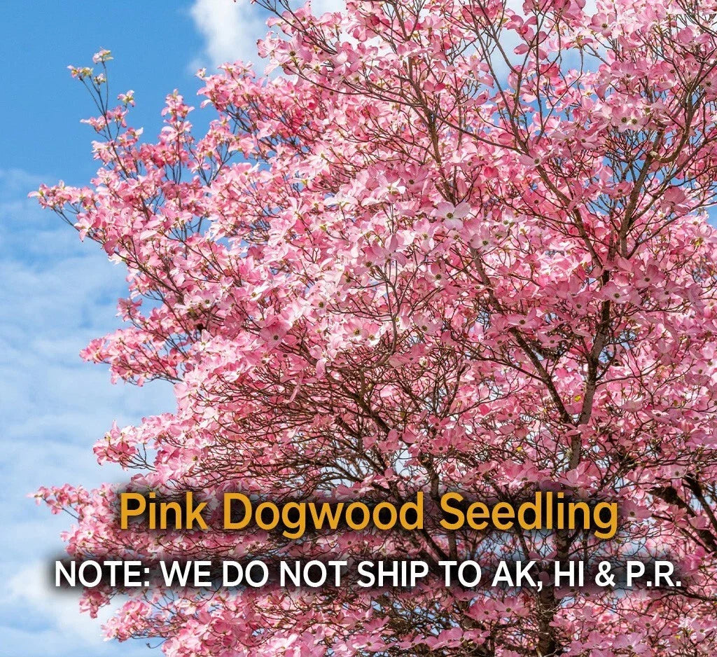 Pink Dogwood Tree in 2.5" Pot, Hardy Flowering Tree, Cornus florida, Pink Blooms, Deciduous Garden Tree