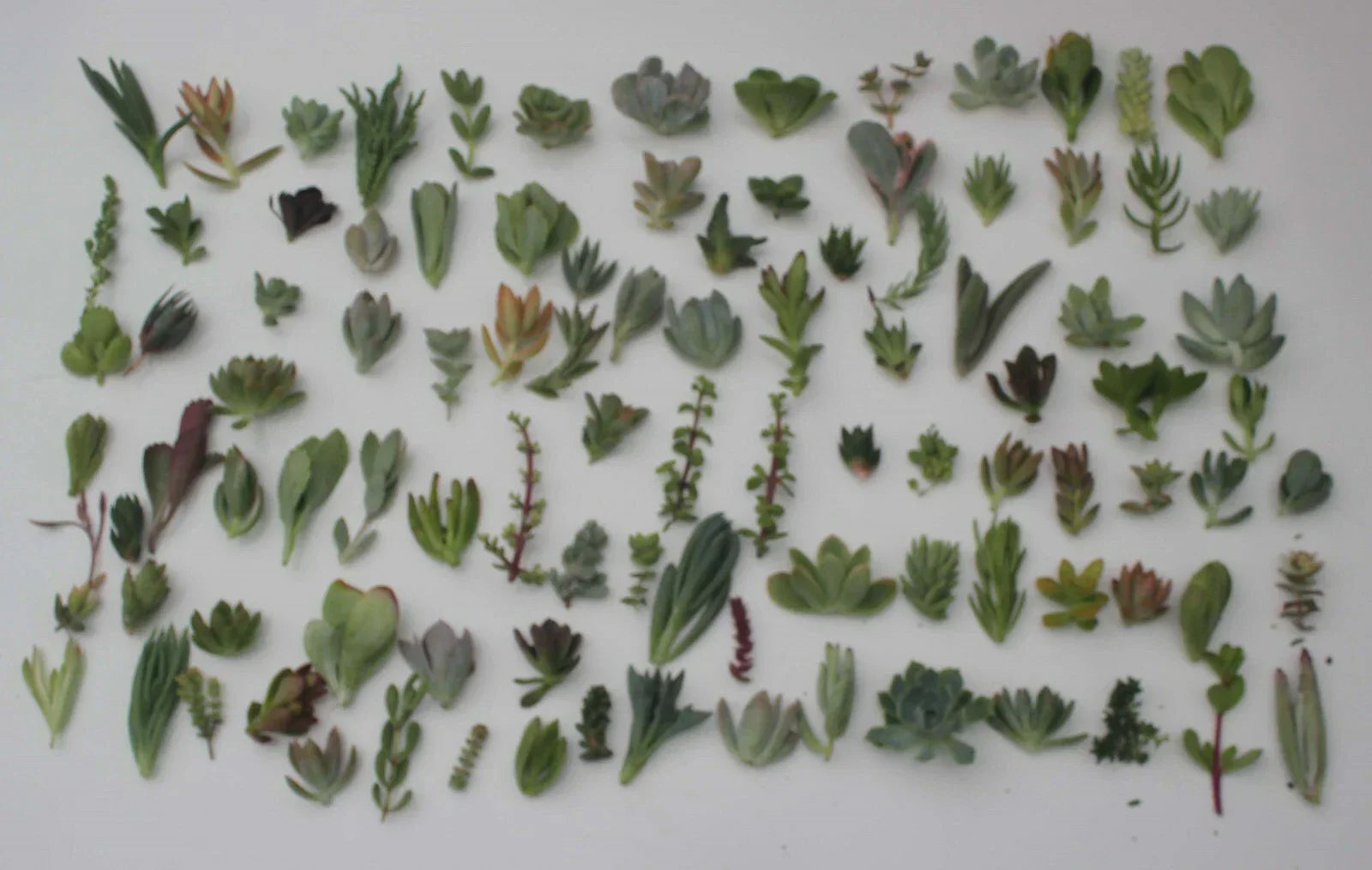 Succulent Cuttings Collection – 30 Varieties for Propagation & Indoor Gardening – Echeveria, Sedum, Haworthia