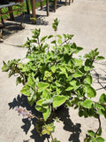 Variegated Cuban Oregano Cutting - Fresh Unrooted Herb - Plectranthus amboinicus - Aromatic, Variegated Leaves
