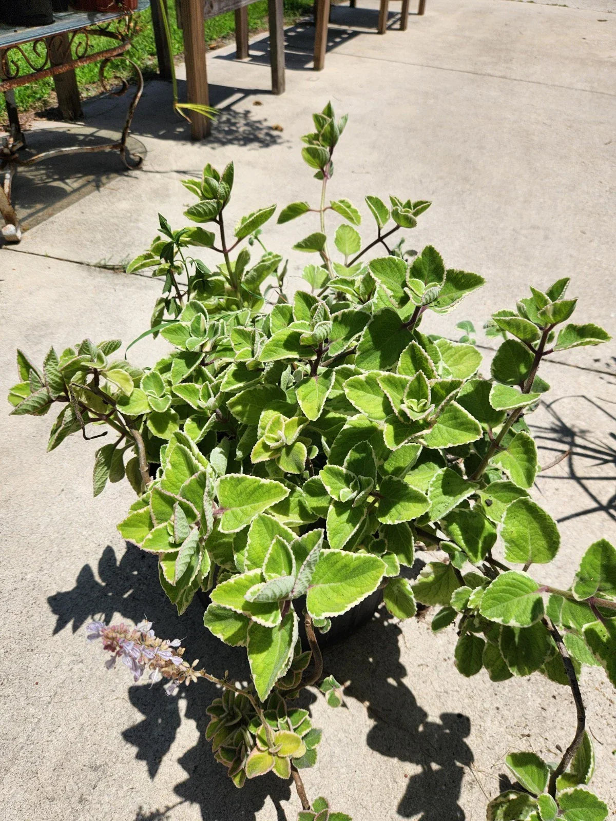 Variegated Cuban Oregano Cutting - Fresh Unrooted Herb - Plectranthus amboinicus - Aromatic, Variegated Leaves