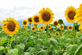 Mammoth Sunflower Seeds - 250+ Helianthus annuus Giant Sunflower Seeds for Planting, Tall Outdoor Garden Flowers