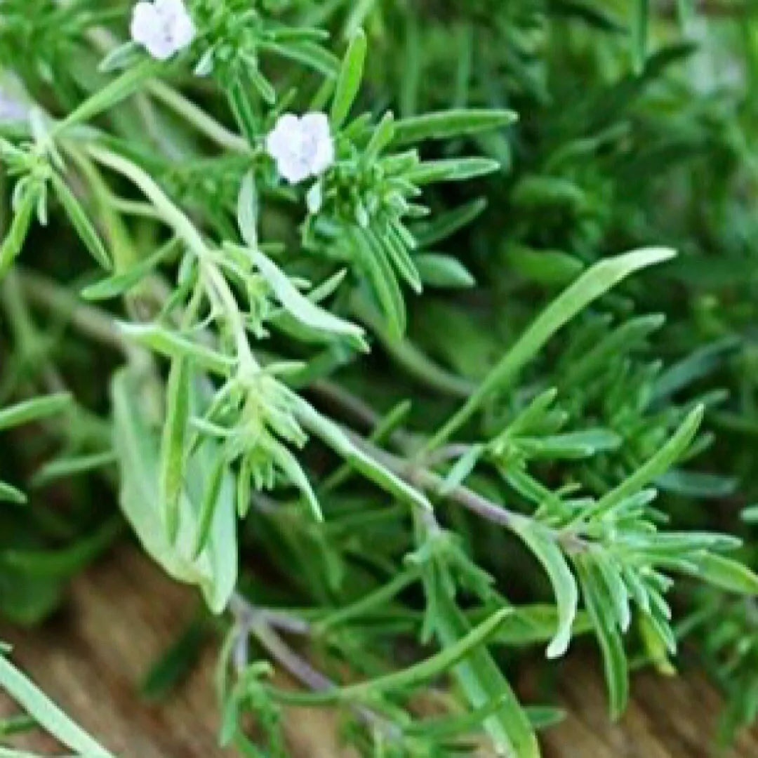 Summer Savory Seeds - 1200+ Count, Culinary & Medicinal Herb, Satureja hortensis, Compact Bushy Plant