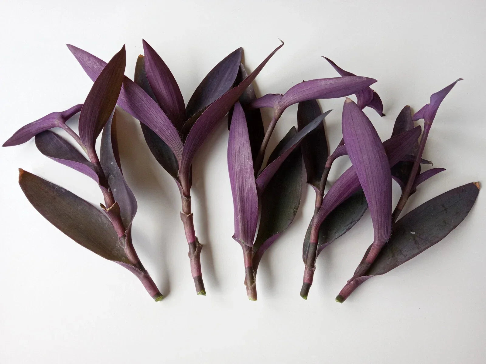 Large Purple Heart Tradescantia Pallida Cuttings - 7 Live Perennial Plants