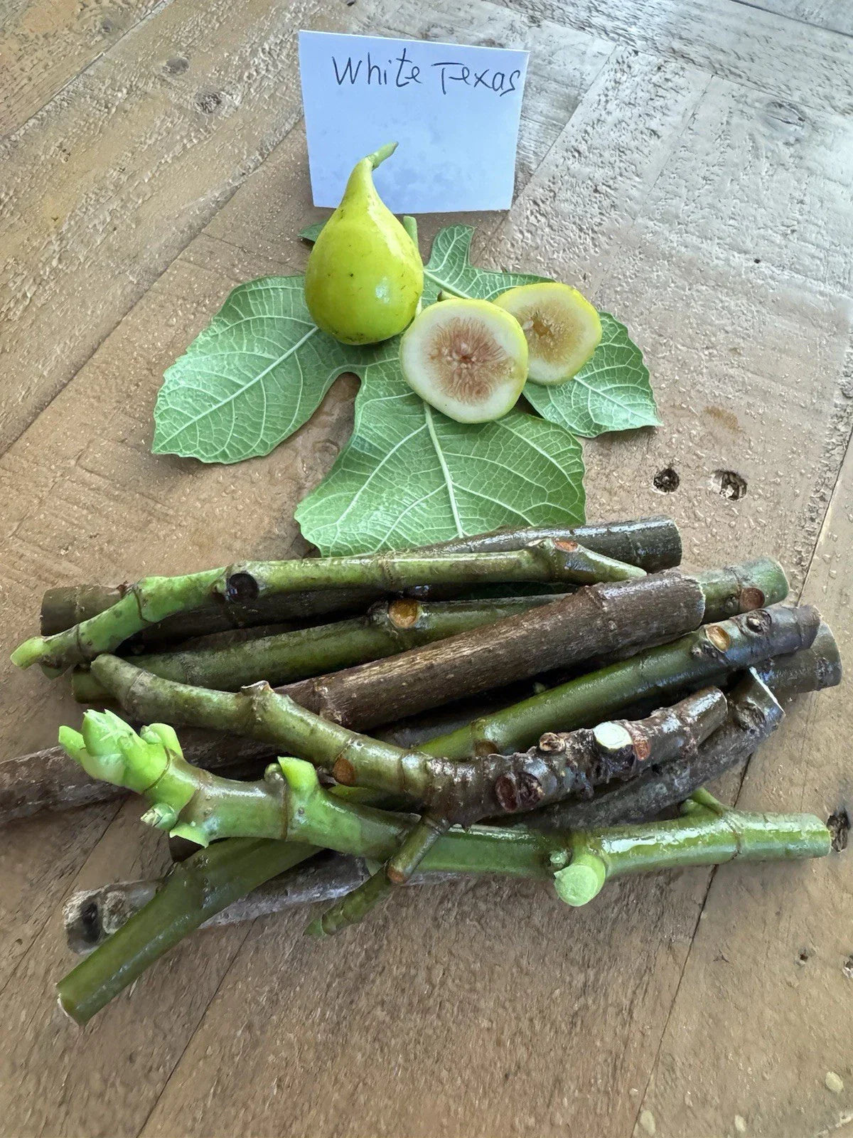 White Texas Fig Cuttings – 3 Ficus carica Propagation Material for Gardening and Orchards