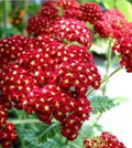 Red Velvet Yarrow Seeds - Organic Achillea millefolium Red Ruby Herb Garden Seeds, 100+ Non-GMO, Drought-Resistant, Full Sun