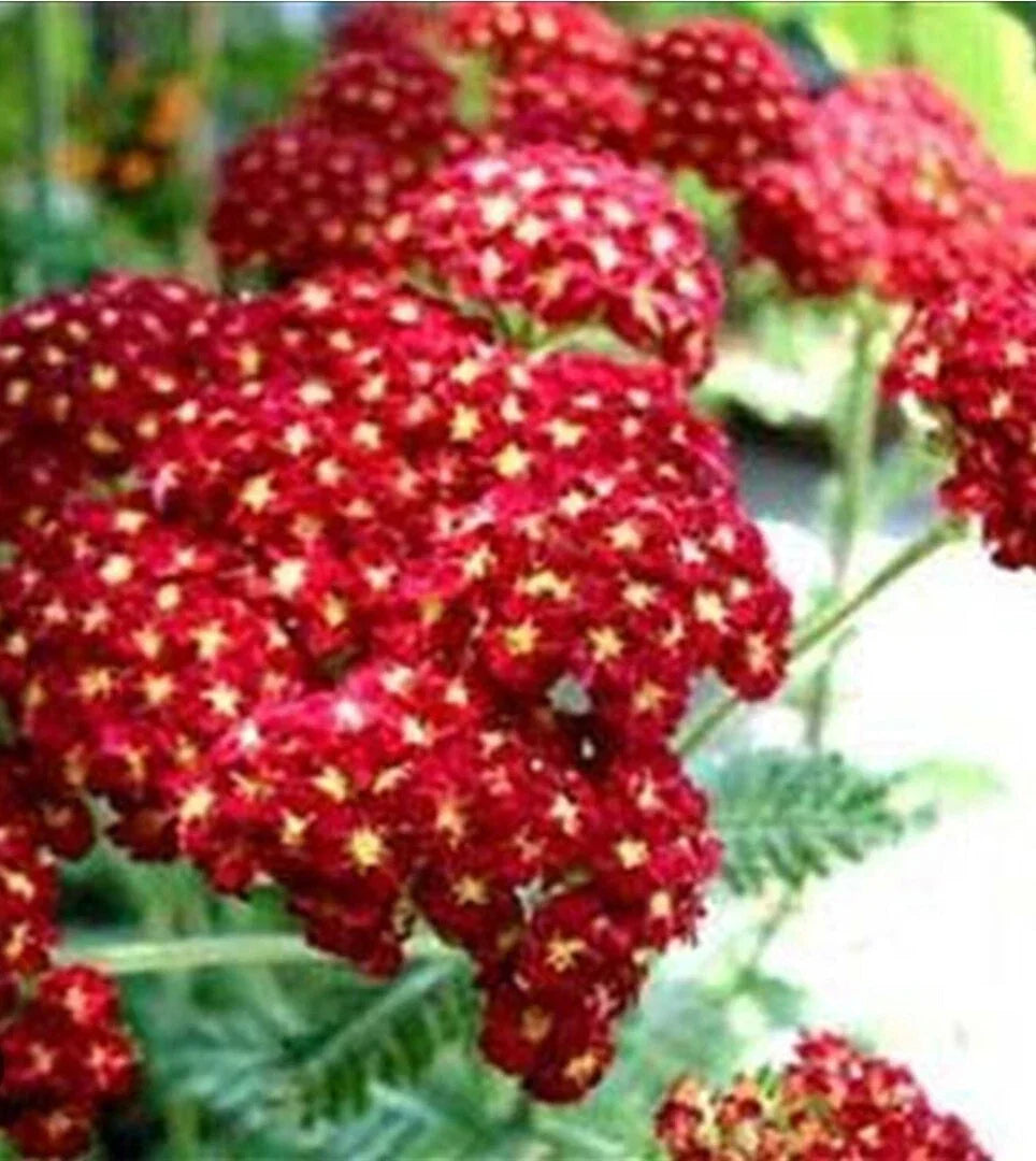 Red Velvet Yarrow Seeds - Organic Achillea millefolium Red Ruby Herb Garden Seeds, 100+ Non-GMO, Drought-Resistant, Full Sun