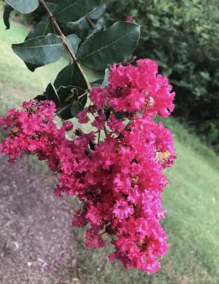 Crape Myrtle Tree Seeds - Lagerstroemia Indica - Flowering Shrub or Small Tree - 200 Seeds for Garden, Landscape, Container Planting
