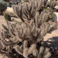 Red Teddy Bear Cholla Cactus Cuttings Cylindropuntia campii Drought-Resistant Succulent Plant Segments