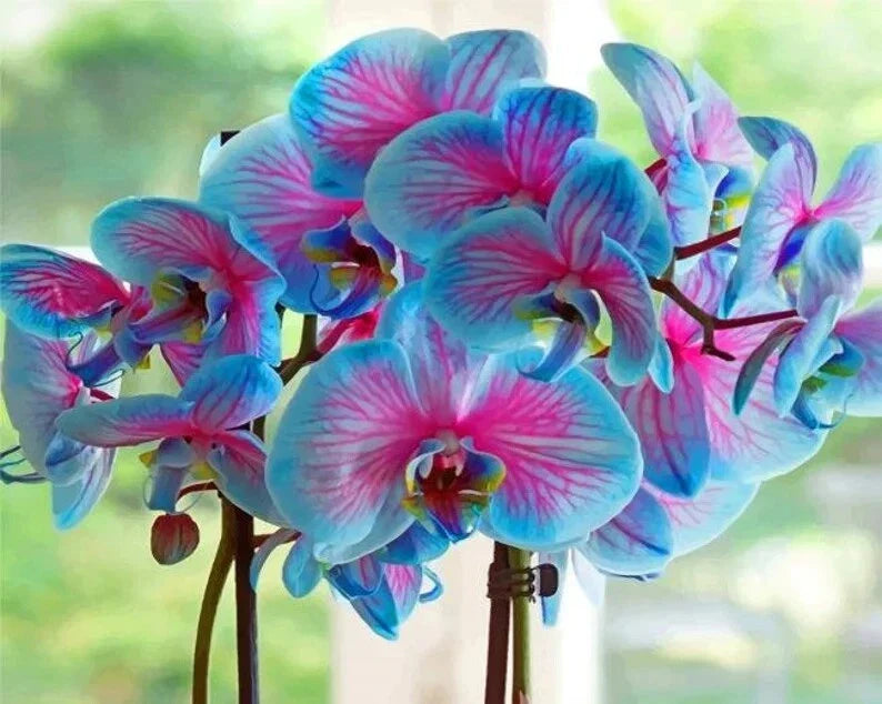 50Pcs Orchid Seeds - Blue & Pink Dendrobium Hybrid Flowering Bonsai Seeds for Indoor & Outdoor Gardens
