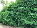 Dwarf Bamboo Seeds - 50 Pack Clumping Privacy Plant for Garden, Shade Screen, Bambusa spp.