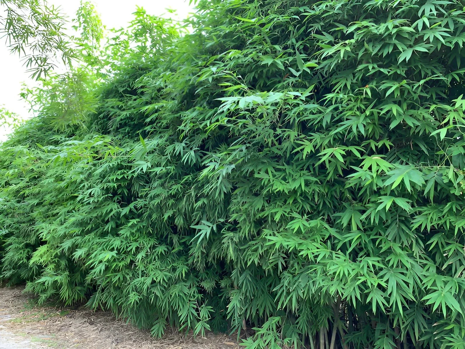 Dwarf Bamboo Seeds - 50 Pack Clumping Privacy Plant for Garden, Shade Screen, Bambusa spp.