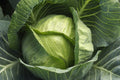 Cabbage Seeds - Late Flat Dutch Variety - Organic Brassica oleracea - Large Dense Heads for Fall & Winter Harvest