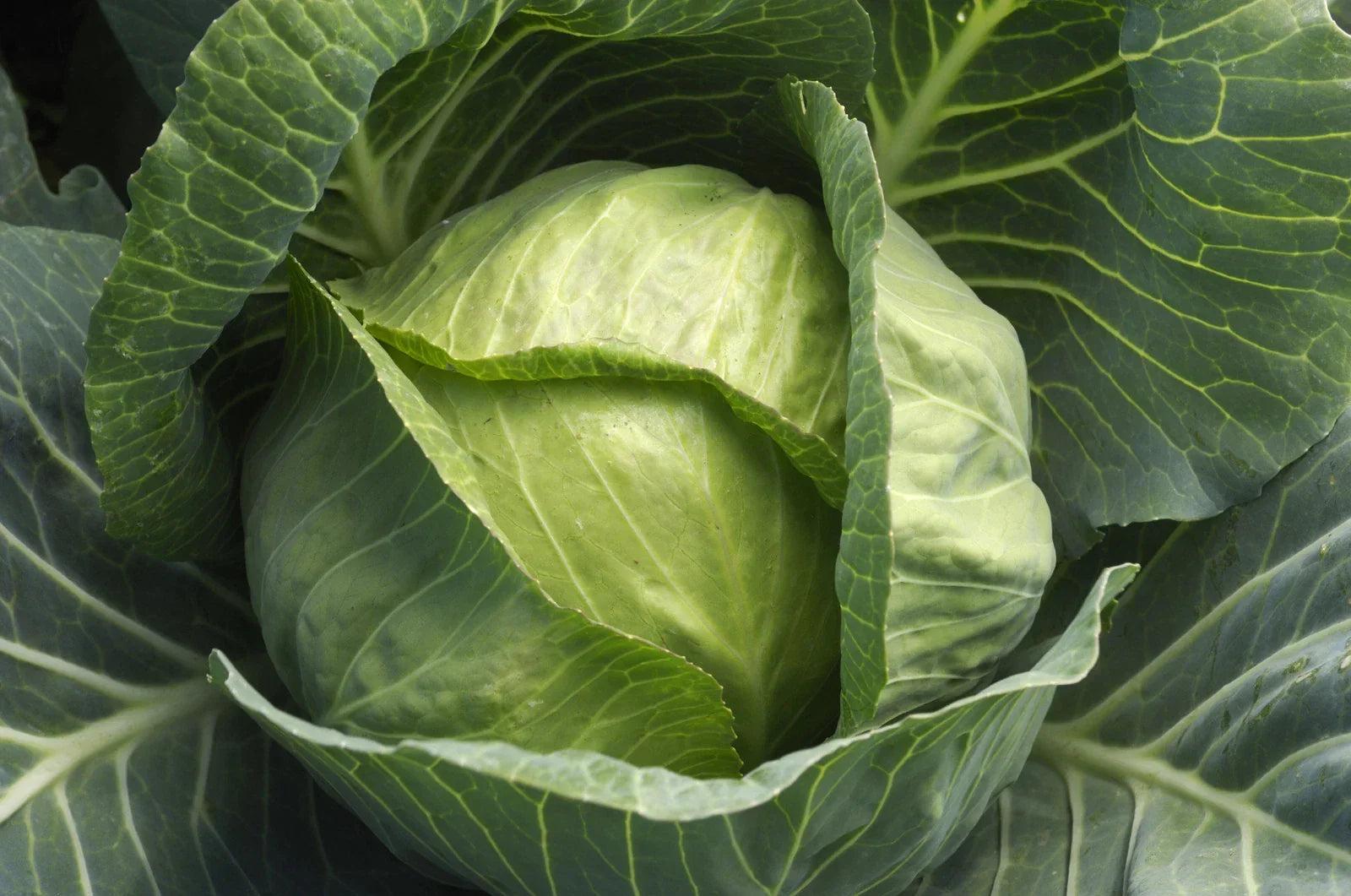 Cabbage Seeds - Late Flat Dutch Variety - Organic Brassica oleracea - Large Dense Heads for Fall & Winter Harvest