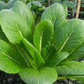 Komatsuna Mustard Spinach Seeds - 500+ Count, Brassica rapa, Asian Green, Nutritious Leafy Green for Home Gardening