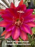 Epiphyllum Orchid Cactus Plant in 4” Pot, William George Variety, Rooted Indoor Houseplant, Epiphyllum oxypetalum