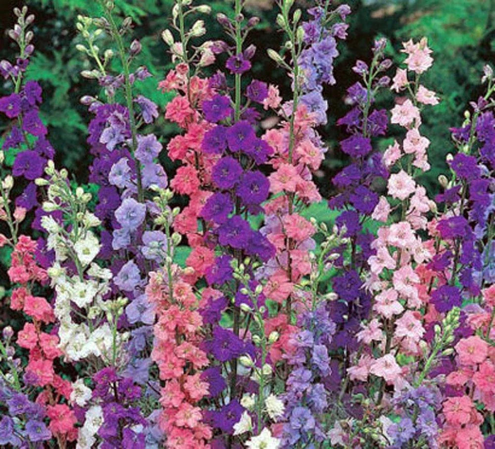 Giant Imperial Delphinium Seeds - 1000+ for Cut Flowers - Delphinium elatum - Perennial Garden Seeds