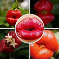 Sexy Red Lip Flower Seeds, Psychotria Elata, Vibrant Lip-Shaped Flowers, Garden & Container Planting, 50 Seeds