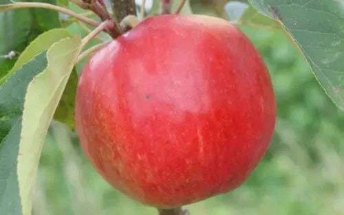 Apple Seeds for Planting, 25+ Variety, Malus domestica, USA Grown, Garden, Orchard, Home Growing