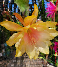 Epiphyllum Clarity's Abraxas Orchid Cactus 4-Inch Pot, Vibrant Color, Well-Rooted Indoor Houseplant, Epiphyllum spp.