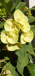 Crown of Thorns Cutting Light Yellow Euphorbia milii Indoor Outdoor Plant Propagation